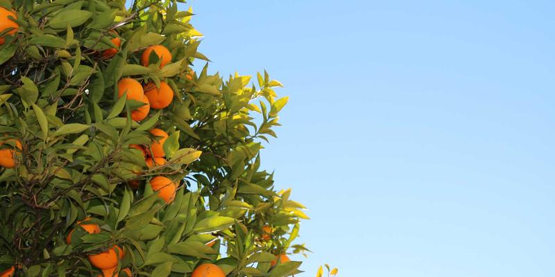 游戏开发中的网络同步技术详解：状态同步与帧同步的抉择 | Adam's Game 编程指南